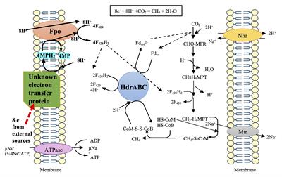 Putative Extracellular Electron Transfer in Methanogenic Archaea